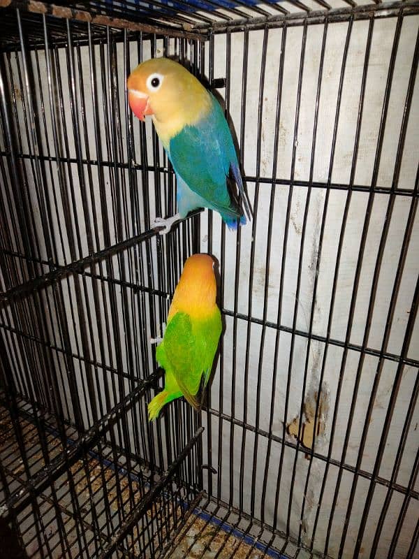 green opline female parblue male breder pair whats app num 03418116315 3