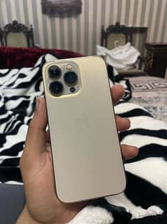 13 pro golden color lush condition 256 gb