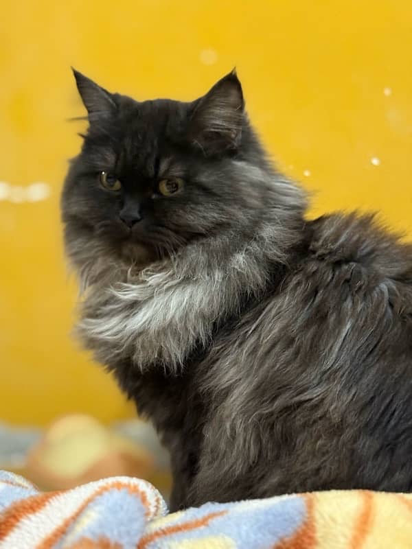 persian long coat black & grey cat 0