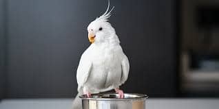 cockatiel parrots availabe for sale