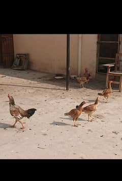 aseel hens available