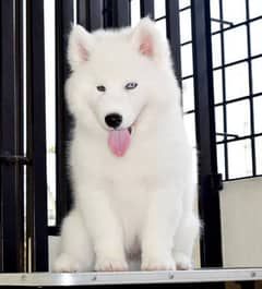 Siberian Husky male puppy available snow white