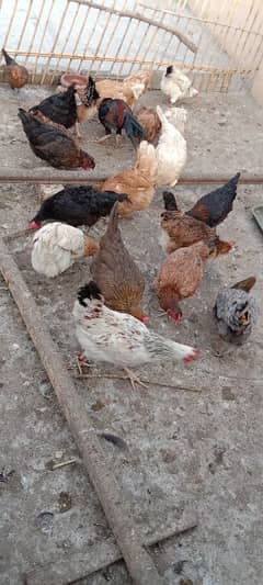 hens for sale