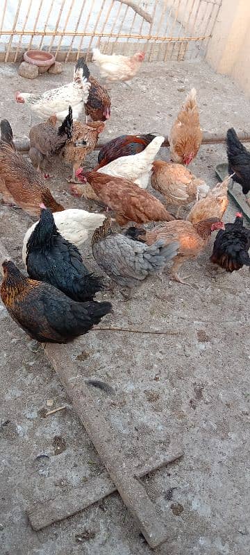 hens for sale 1