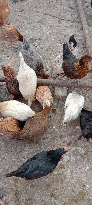 hens for sale 2