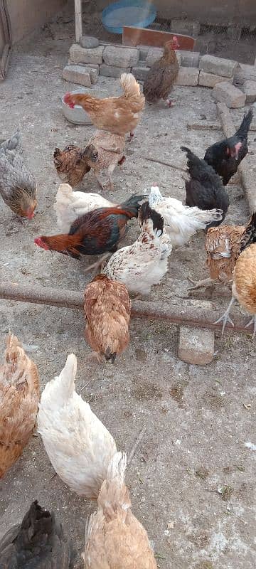 hens for sale 3