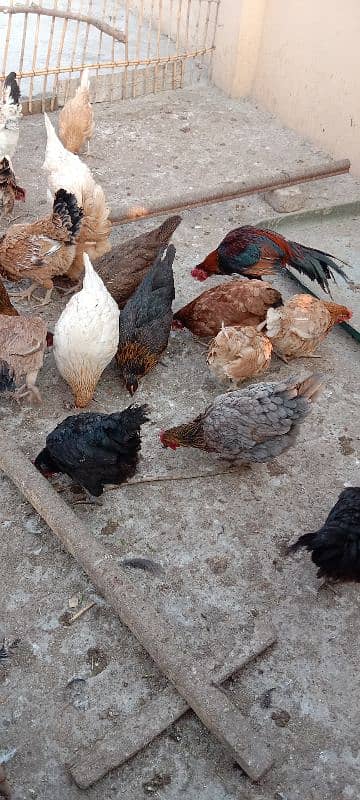 hens for sale 4