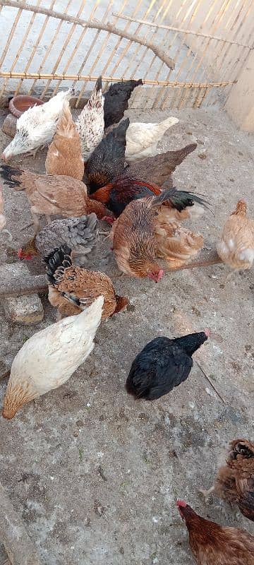 hens for sale 5