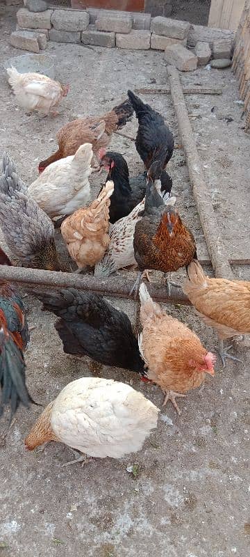 hens for sale 6