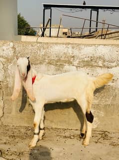 MASHALLAH GULABI PUNCH KHASSI MALE FOR SALE 03193275735