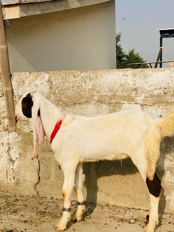 MASHALLAH GULABI PUNCH KHASSI MALE FOR SALE 03193275735 3