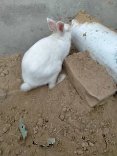 Rabbit for sale