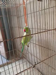 indian ringneck