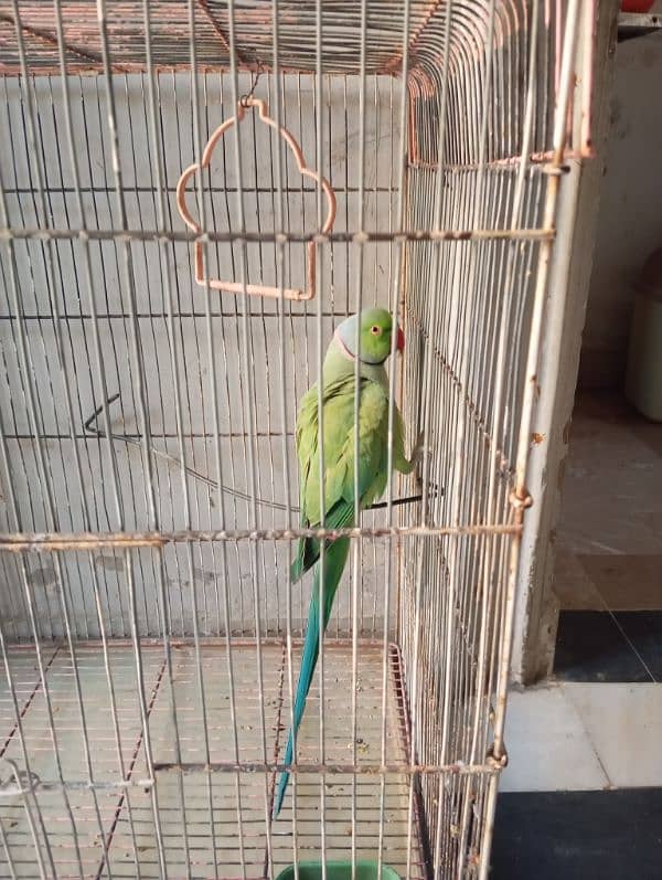 indian ringneck 1