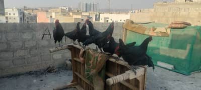 Australorp pair