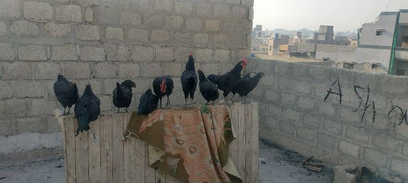 Australorp pair 1