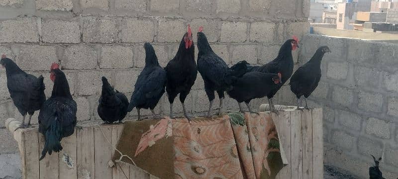 Australorp pair 2