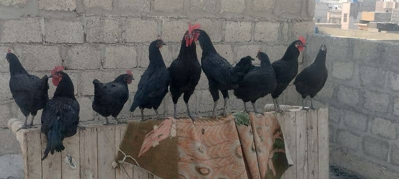 Australorp pair 3