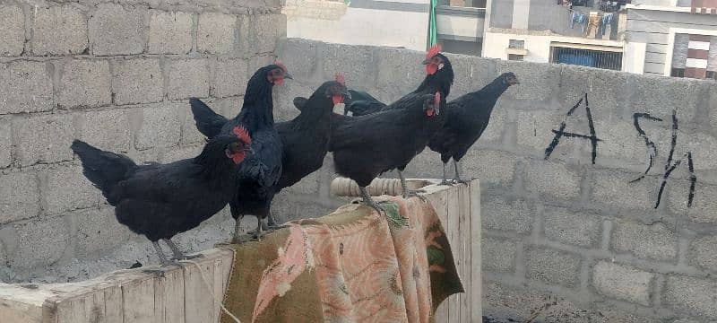 Australorp pair 4