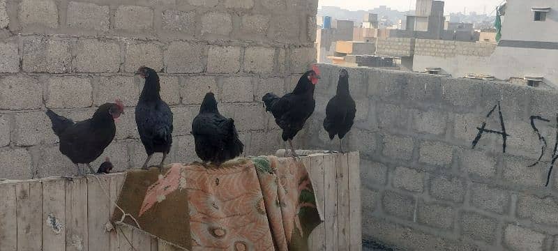 Australorp pair 5