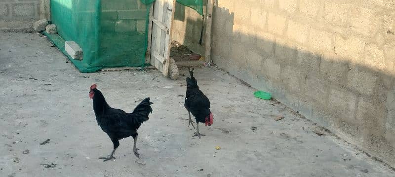 Australorp pair 7