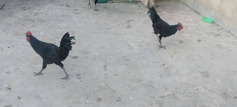 Australorp pair 8