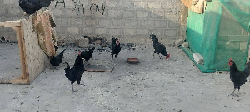 Australorp pair 10