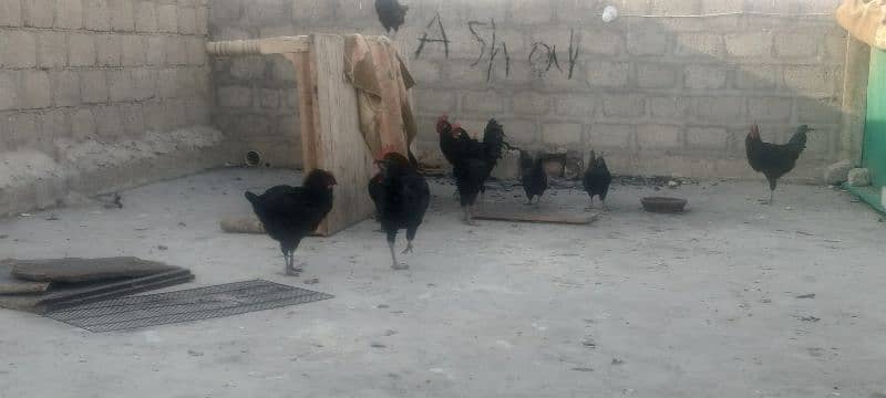 Australorp pair 11