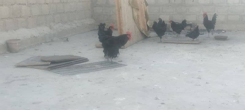 Australorp pair 12