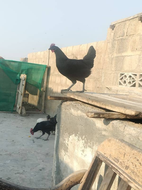 Australorp pair 13