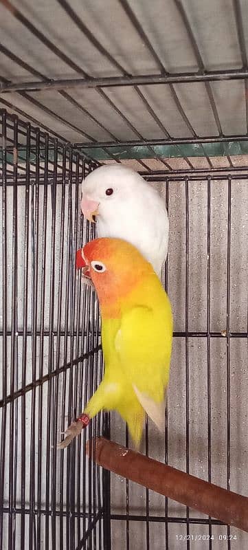 love birds 03060609798 7