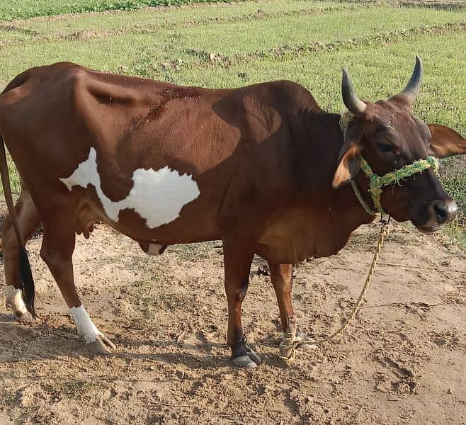 pregnant Cow for Sale 0