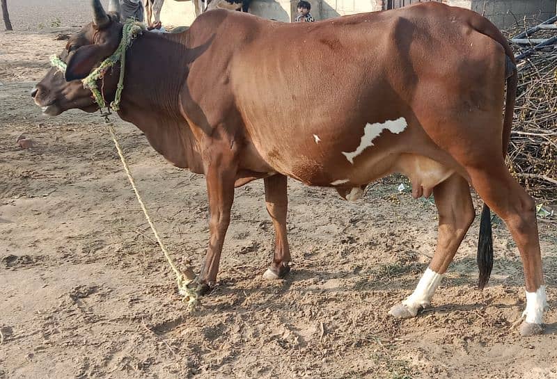 pregnant Cow for Sale 1