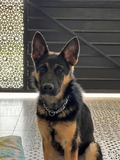 German shepherd