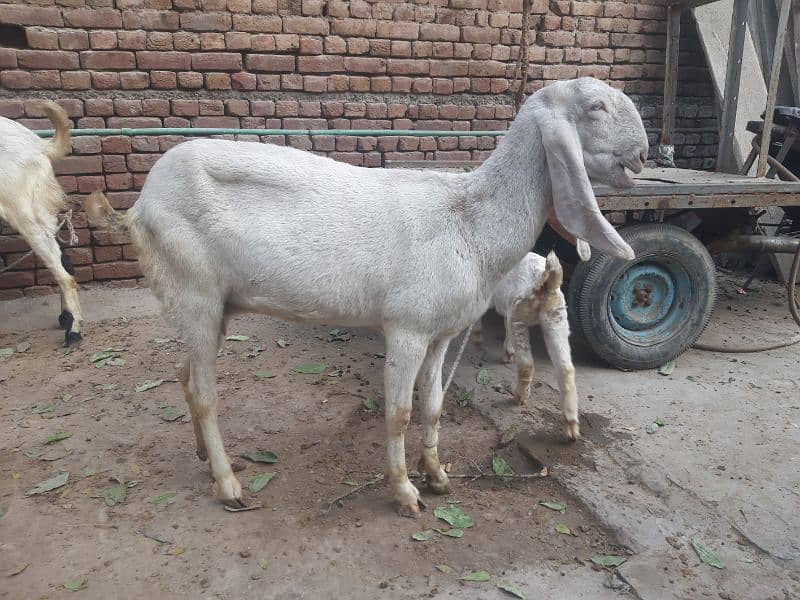 goat for sale 0