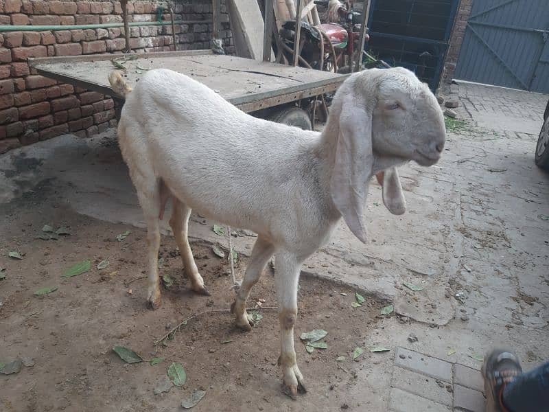 goat for sale 1