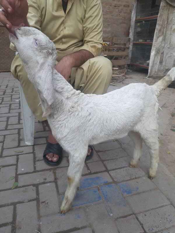 goat for sale 2