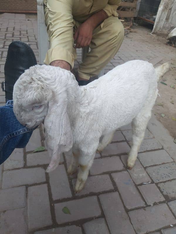 goat for sale 3