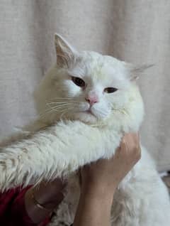 adult male Persian cat in white color for sale contact 03082391211