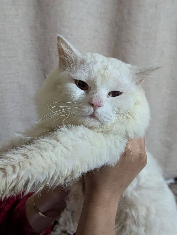 adult male Persian cat in white color for sale contact 03082391211 0