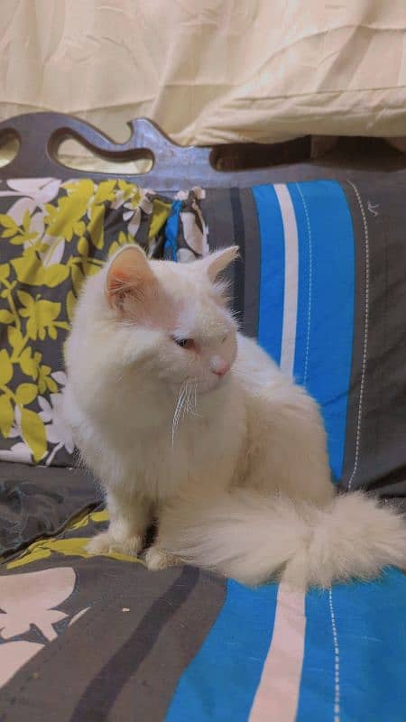 adult male Persian cat in white color for sale contact 03082391211 1