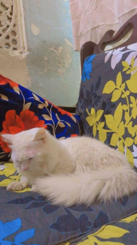 adult male Persian cat in white color for sale contact 03082391211 2