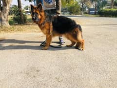 longcoat German Shepherd female kcp pedigreed age 9 month