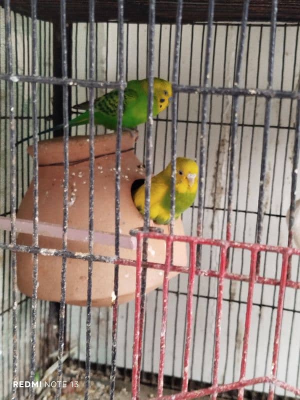 Australian perrots setup for sale 0