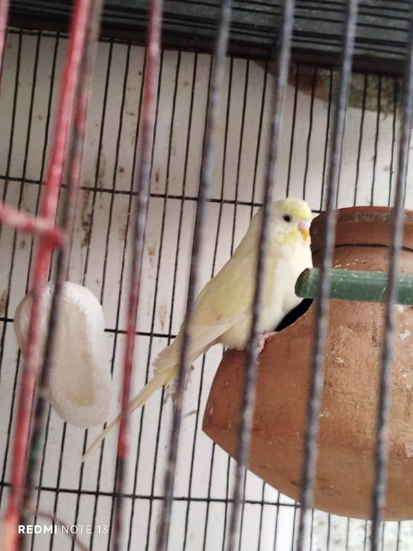 Australian perrots setup for sale 1