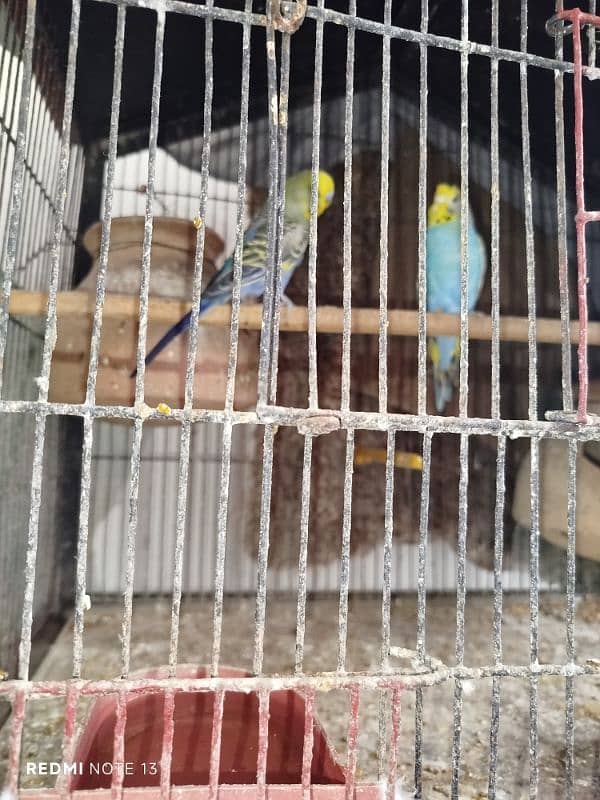 Australian perrots setup for sale 3