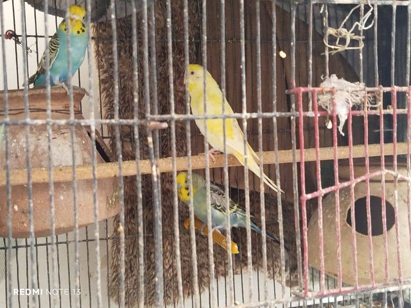 Australian perrots setup for sale 4