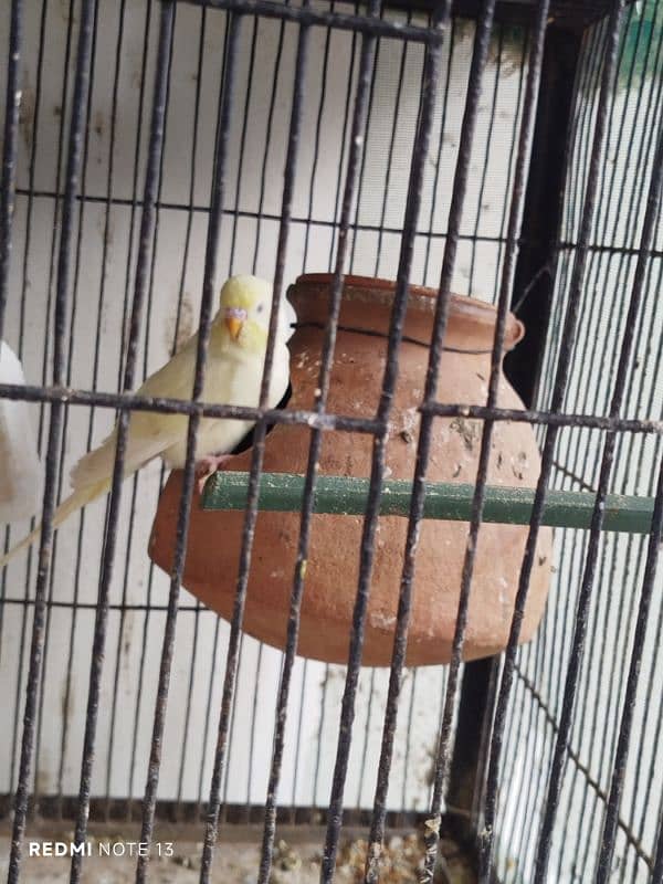 Australian perrots setup for sale 6