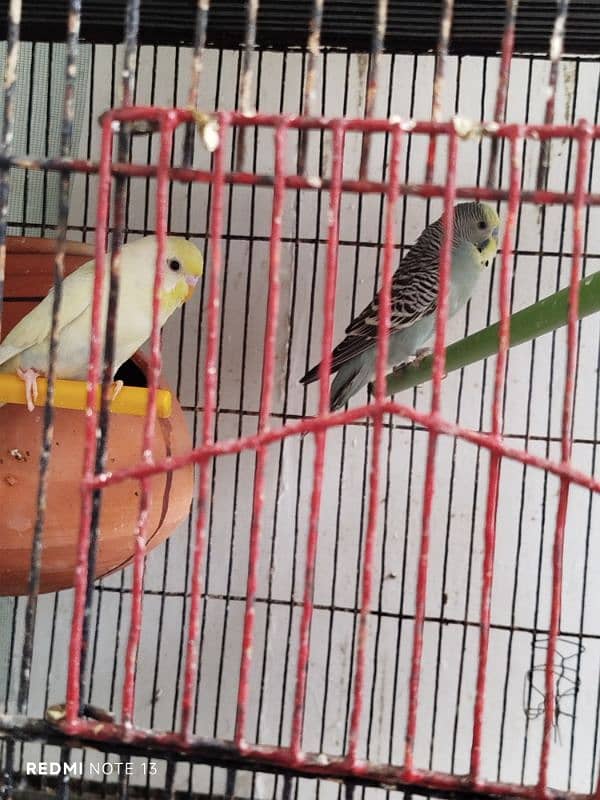 Australian perrots setup for sale 8