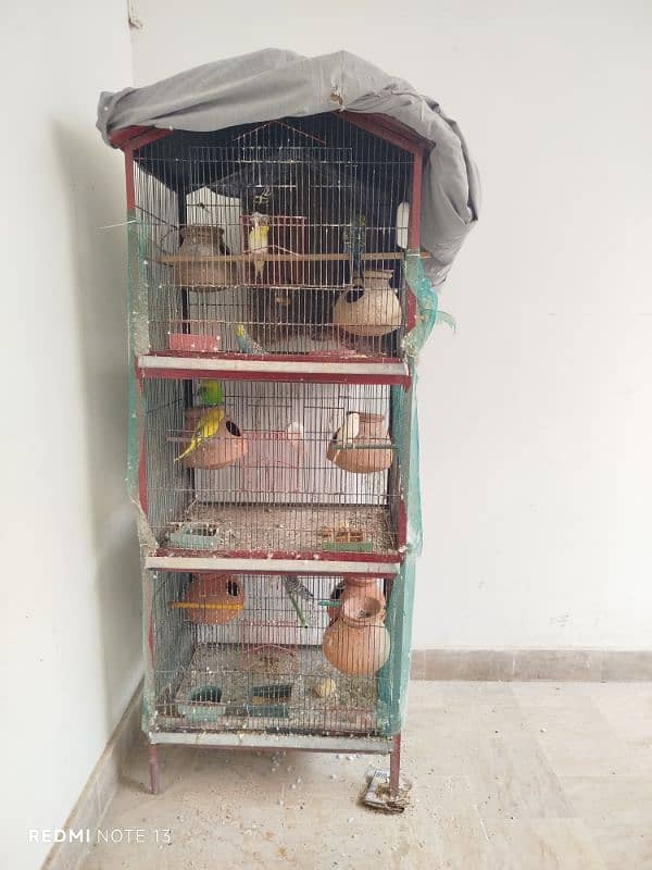 Australian perrots setup for sale 9